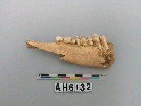 藏品(獸下顎骨)的圖片